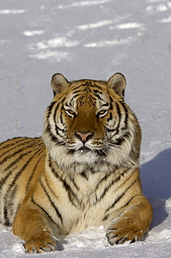 Siberian tiger (panthera tigris altaica) sat in snow, captive