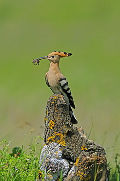 European Hoopoe (Upupa epops) perched on tree stump with food in beak, Bulgaria