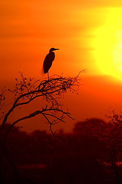 Great white egret. Egretta alba. Silhouette at sunset. Chobe, botswana