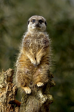 Meerkat (suricata suricatta) native of southern africa (captive bristol zoo)