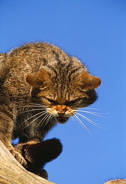 Scottish wildcat (felis sylvestris) , captive, uk.