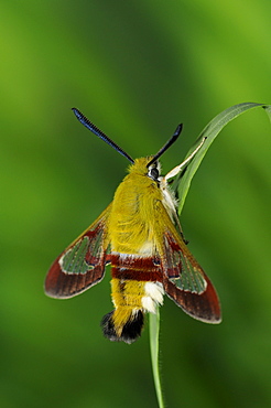 Broad-bordered bee hawkmoth (hemaris fuciformis) adult resting on blade of grass, oxfordshire, uk