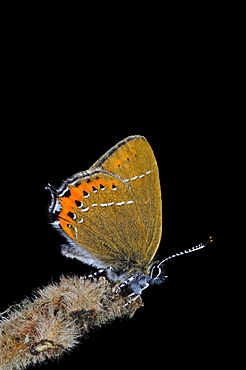 Black hairstreak butterfly (satyrium pruni) adult at rest on twig, uk  