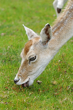 Fallow deer (dama dama) close-up of head, feeding on grassland, kent uk  