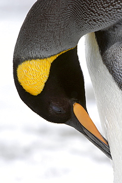 King penguin (aptenodytes patagonicus) south georgia, preening, close-up.