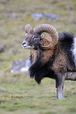 Mouflon (ovis aries) highland wildlife park, kingussie, scotland