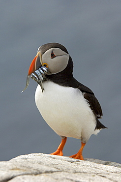 Puffin (fratercula arctica), farne islands, uk, with fish in beak.