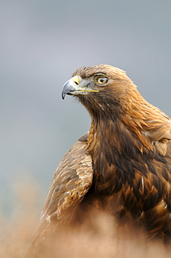 Golden eagle (aquila chrysaetos) portrait, scotland, captive