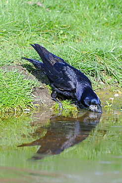 Rook (corvus frugilegus) drinking, oxfordshire, uk