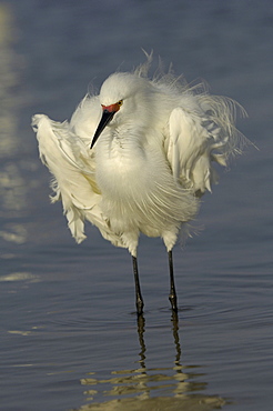 Snowy egret (egretta thula) florida, usa, standing in water, feathers ruffled, showing red facial colour of breeding adult