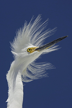 Snowy egret (egretta thula) florida, usa, portrait against blue sky