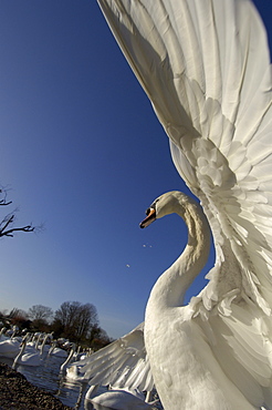 Mute swan (cygnus olor) stretching wings, view from underneath, slimbridge, uk.