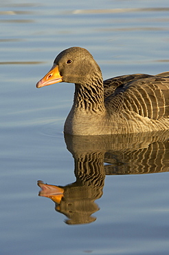 Greylag goose. Anser anser. In water reflection, uk