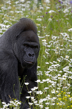 Western lowland gorilla (gorilla gorilla gorilla) native to western and central africa (captive bristol zoo)