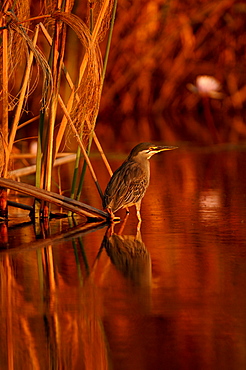 Green-backed heron. Butorides striata. Okavango river, botswana