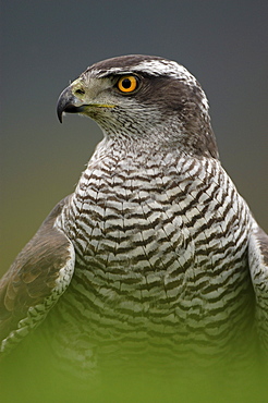 Northern goshawk. Accipiter gentilis. Close-up of and shoulders, captive. Scotland, uk.