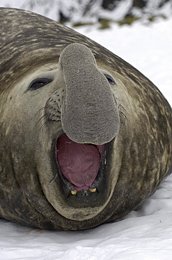 Elephant seal (mirounga leonina) lying in snow, south georgia