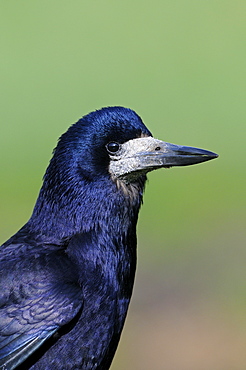 Rook (corvus frugilegus) portrait, oxfordshire, uk  