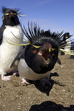 Rockhopper penguin (eudyptes chrysocome) bleaker island, falkland islands, inquisitive penguin looking into lens