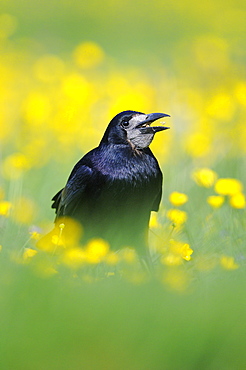 Rook (corvus frugilegus) eating seeds, standing in field of buttercups, oxfordshire, uk  