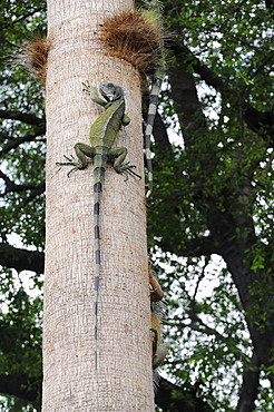 Iguana (iguana iguana) climbing tree, parque bolivar, guayaquil, ecuador  