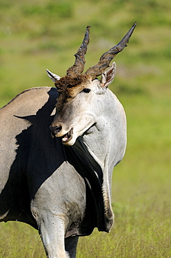 Eland (taurotragus oryx) eastern cape, south africa