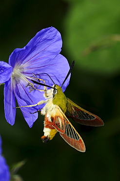 Broad,bordered bee hawkmoth (hemaris fuciformis) feeding on geranium flower, oxfordshire, uk