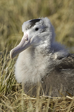 Wandering albatross (diomedea exulans) prion island, south georgia, chick sat on nest