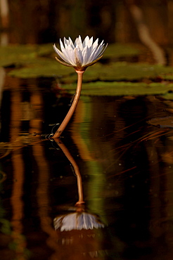 Water lily. Okavango river, botswana