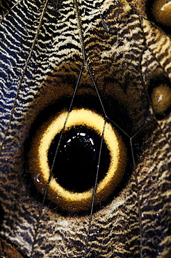 Owl butterfly() close-up of wing eye spot, captive