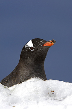 Gentoo penguin (pygoscelis papua) ocean harbour, south georgia, portrait, in snow.