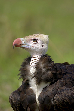 White, headed vulture (trigonoceps occipitalis), close, up. Masaii mara, kenya.