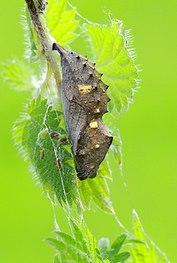 Red admiral (vanessa atalanta) pupa or chrysalis, hanging from stinging nettle plant, oxfordshire, uk