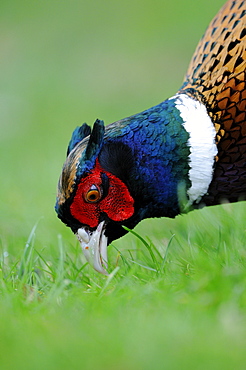 Common or ring-necked pheasant (phasianus colchicus) male looking for food amongst grass, oxfordshire, uk  