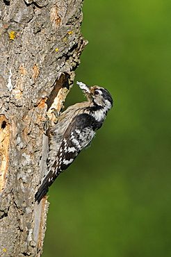 Lesser Spotted Woodpecker (Dendrocopos minor) female at nest hole with food, Bulgaria