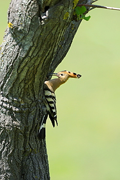 European Hoopoe (Upupa epops) adult at nest hole, Bulgaria