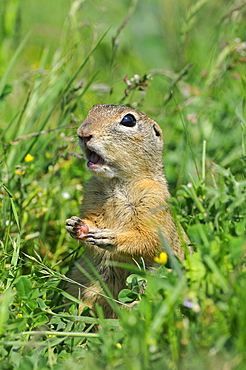 European Souslik (Spermophylus citellus) mouth open, looking alert, Bulgaria