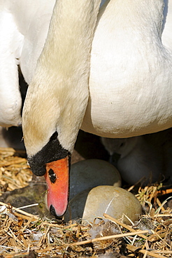 Mute swan (cygnus olor) adult on nest turning eggs, abbotsbury, uk