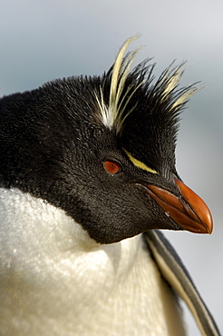 Rockhopper penguin (eudyptes chrysocome) new island, falkland islands, portrait.