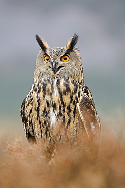 European eagle owl (bubo bubo) perched in heather, looking alert, scotland, captive