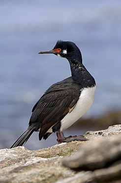 Rock cormorant (phalacrocorax magellanicus) new island, falkland islands, standing on rock.