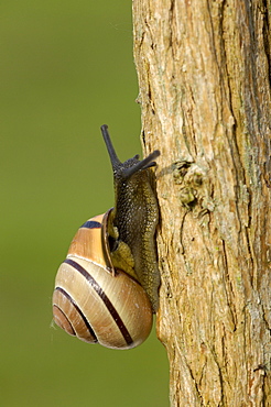 Brown lipped snail (cepaea nemoralis) climbing up plant stem, oxfordshire, uk.