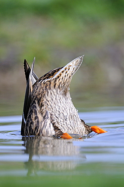 Mallard (anas platyrhynchos) female duck feeding upended in the water, oxfordshire, uk  