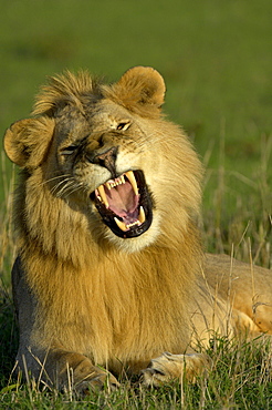 Lion (panthera leo), masaii mara, kenya, male yawning in evening light.