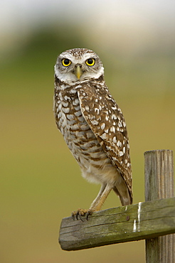 Burrowing owl (speotyto cunicularia) florida, usa, perched on wooden post.