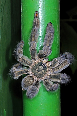 Common pinktoe tarantula spider (avicularia avicularia) at rest on metal pipe, at night, trinidad