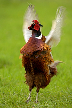 Pheasant (phasianus colchicus) male displaying, oxfordshire, uk