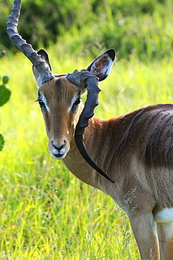 Impala (aepyceros melampus) close-up showing deformed horn, eastern cape, south africa