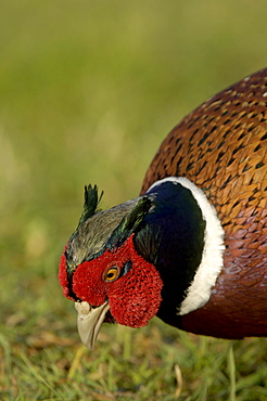 Male pheasant (phasianus colchicus) feeding, oxfordshire, uk