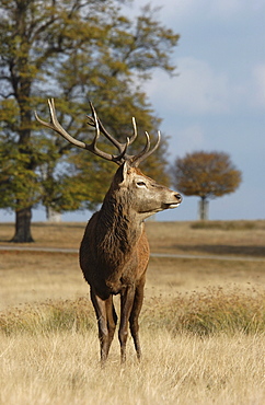 Deer (cervus elaphus) stag, uk